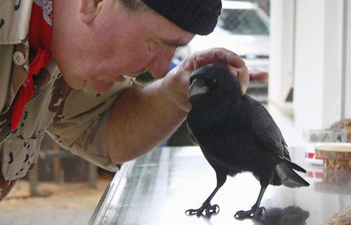 Warum versammeln sich Krähen abends in der Stadt? Warum versammeln sich Krähen abends in der Stadt?