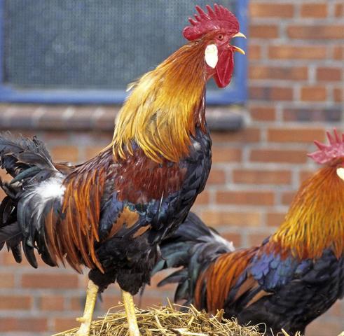 Die biologische Uhr der Hähne: Warum sie auch ohne Sonnenlicht krähen