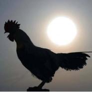 Das Geheimnis des Hahnenschreis: Innere Uhr statt Sonnenaufgang