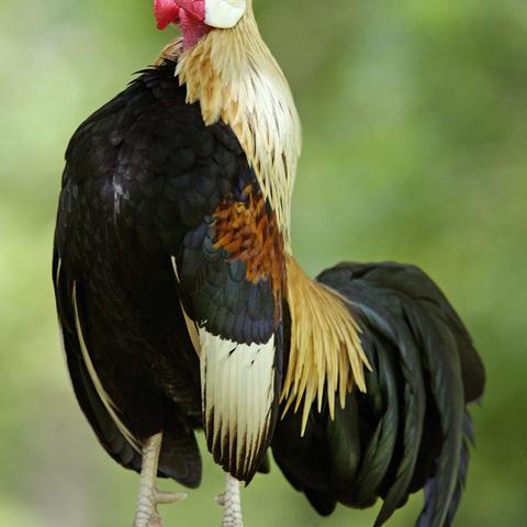 Hähne und ihr Krähen: Eine Frage der inneren Uhr