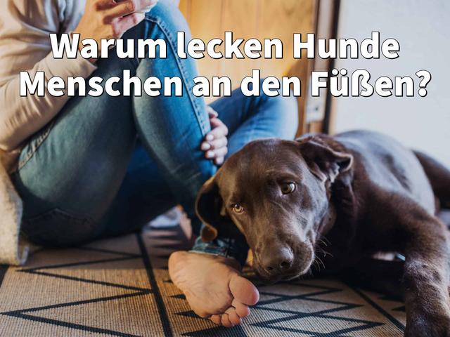 Hund leckt meine Füße ab: Zeichen von Zuneigung oder Dominanz?
