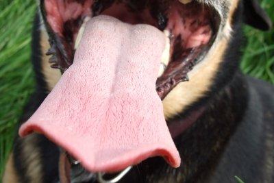 Wie kann man dem Hund das Lecken der Füße abgewöhnen? Tipps und Tricks