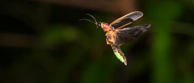 Warum leuchten Glühwürmchen? Die faszinierende Biolumineszenz der kleinen Käfer Warum leuchten Glühwürmchen? Die faszinierende Biolumineszenz der kleinen Käfer