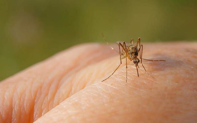 Mückenstiche vermeiden: Welche Duftstoffe ziehen Mücken an und welche stoßen sie ab? Mückenstiche vermeiden: Welche Duftstoffe ziehen Mücken an und welche stoßen sie ab?