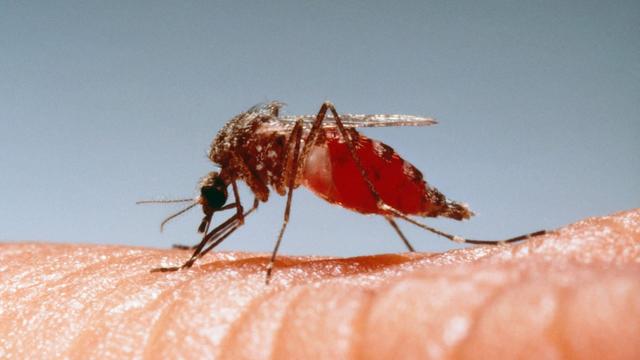 Warum werden manche Menschen häufiger von Mücken gestochen? Die Rolle von Körpergeruch und CO2-Ausstoß Warum werden manche Menschen häufiger von Mücken gestochen? Die Rolle von Körpergeruch und CO2-Ausstoß