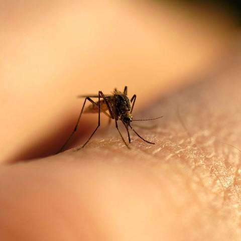 Warum stechen Mücken? Neue Studien enthüllen die Anziehungskraft von Körpergeruch Warum stechen Mücken? Neue Studien enthüllen die Anziehungskraft von Körpergeruch