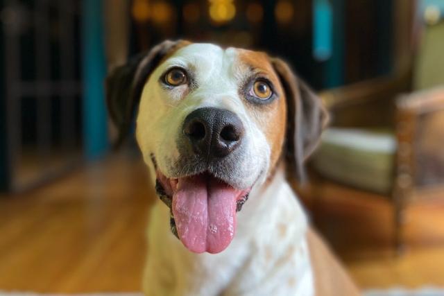 Warum Hunde vermehrt beim Spielen niesen: Eine Expertenmeinung