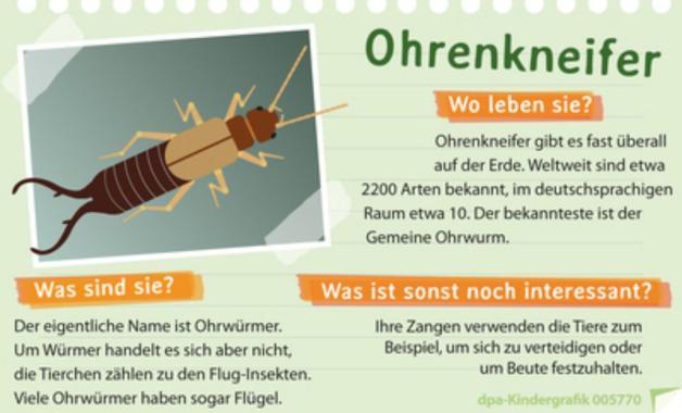 Warum tragen Ohrenkneifer den irreführenden Namen "Ohrenkneifer"? Warum tragen Ohrenkneifer den irreführenden Namen "Ohrenkneifer"?