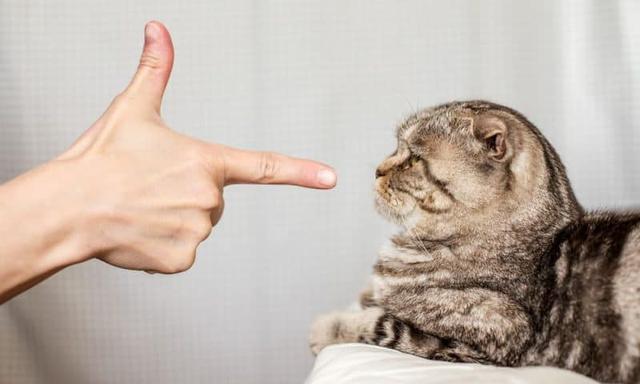 Die häufigsten Gründe für Unsauberkeit bei Katzen und wie man sie beheben kann Die häufigsten Gründe für Unsauberkeit bei Katzen und wie man sie beheben kann