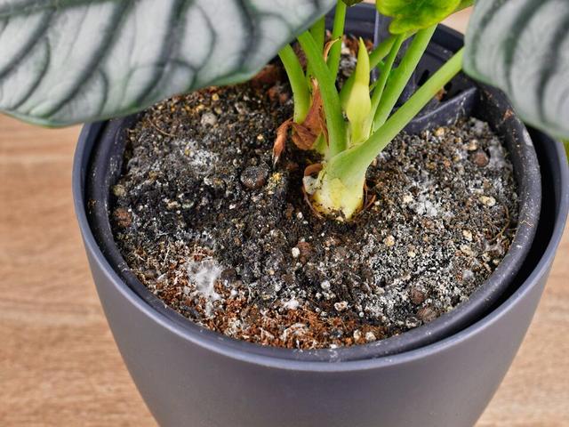 Wie man Schimmel in Blumenerde verhindern kann Wie man Schimmel in Blumenerde verhindern kann