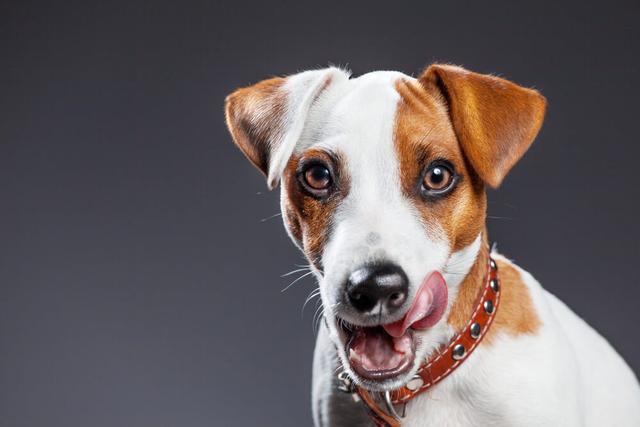 Schmatzen beim Hund verstehen: Von normalen Verhaltensweisen bis hin zu gesundheitlichen Problemen Schmatzen beim Hund verstehen: Von normalen Verhaltensweisen bis hin zu gesundheitlichen Problemen