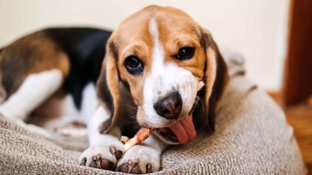 Warum schmatzen Hunde? Ursachen und Bedeutung des Schmatzens beim Hund Warum schmatzen Hunde? Ursachen und Bedeutung des Schmatzens beim Hund