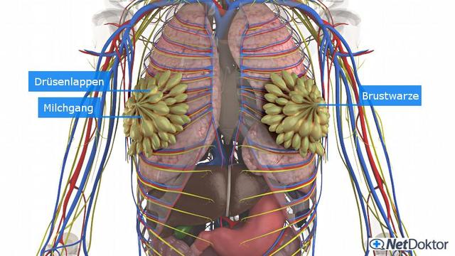 Warum tut meine Brust weh, wenn ich Druck darauf ausübe? 6 mögliche Ursachen Warum tut meine Brust weh, wenn ich Druck darauf ausübe? 6 mögliche Ursachen