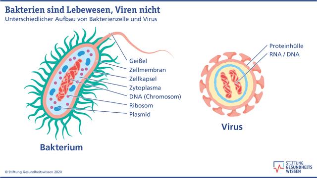 Die Besonderheiten von Viren: Warum sie keine Lebewesen sind Die Besonderheiten von Viren: Warum sie keine Lebewesen sind