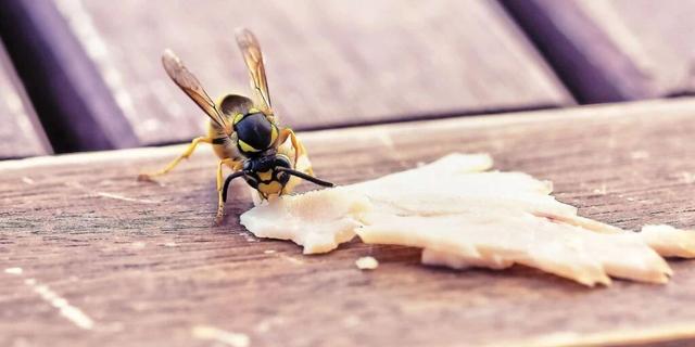 Sommerhitze macht Wespen aggressiv: Warum Wespen im Sommer gefährlicher werden Sommerhitze macht Wespen aggressiv: Warum Wespen im Sommer gefährlicher werden