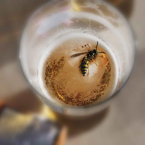 Aggressives Verhalten von Wespen im Spätsommer: Ursachen und Maßnahmen Aggressives Verhalten von Wespen im Spätsommer: Ursachen und Maßnahmen