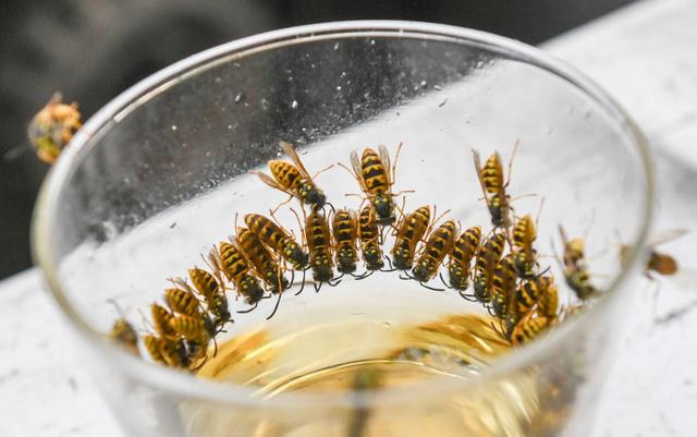 Wie kann man Wespen vertreiben? 10 effektive Tipps gegen die lästigen Insekten Wie kann man Wespen vertreiben? 10 effektive Tipps gegen die lästigen Insekten