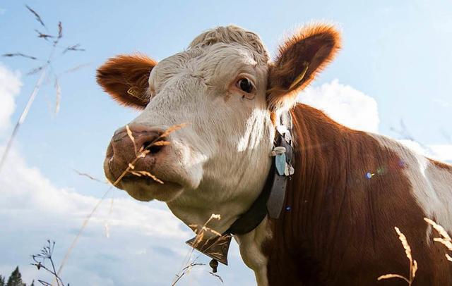 Die Funktion der Kuhglocke: Warum sie für Bauern und Tiere wichtig ist Die Funktion der Kuhglocke: Warum sie für Bauern und Tiere wichtig ist