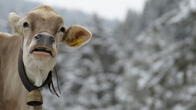 Kuhglocken oder GPS-Sender? Die Diskussion um moderne Technik in der Landwirtschaft Kuhglocken oder GPS-Sender? Die Diskussion um moderne Technik in der Landwirtschaft
