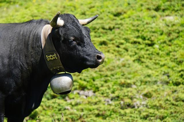Das Handwerk hinter den Kuhglocken: Herstellung, Unterschiede und Varianten Das Handwerk hinter den Kuhglocken: Herstellung, Unterschiede und Varianten