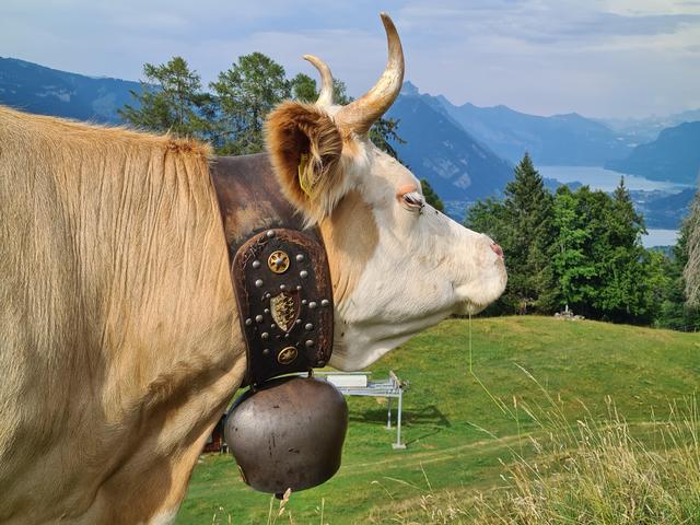 Warum tragen Kühe Glocken? Die Gründe und Bedeutung der Kuhglocken Warum tragen Kühe Glocken? Die Gründe und Bedeutung der Kuhglocken