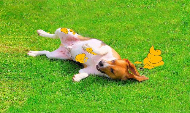 Das Wälzen in Kot und Aas: Ein Zeichen von Imponiergehabe bei Hunden Das Wälzen in Kot und Aas: Ein Zeichen von Imponiergehabe bei Hunden