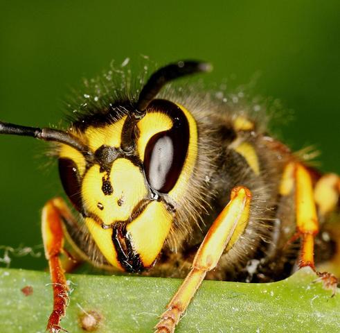 Die Gründe für die Aggressivität von Wespen im August und September Die Gründe für die Aggressivität von Wespen im August und September