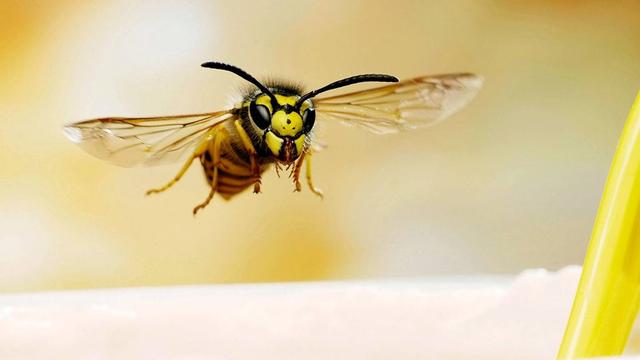 Wespen: Warum sie in bestimmten Monaten besonders aggressiv sind Wespen: Warum sie in bestimmten Monaten besonders aggressiv sind