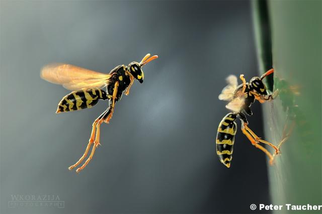 Wespenverhalten im Spätsommer: Warum sie gefährlicher werden Wespenverhalten im Spätsommer: Warum sie gefährlicher werden