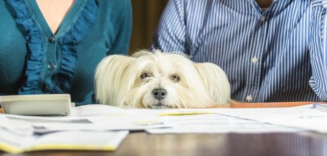 Rechtsgrundlage und Erhebung der Hundesteuer: Was Sie wissen sollten Rechtsgrundlage und Erhebung der Hundesteuer: Was Sie wissen sollten