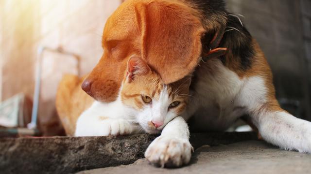 Die Bedeutung der Hundesteuer: Warum ist sie notwendig? Die Bedeutung der Hundesteuer: Warum ist sie notwendig?