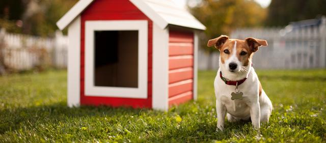 Hundesteuer: Eine örtliche Steuer mit ordnungspolitischen Zielen Hundesteuer: Eine örtliche Steuer mit ordnungspolitischen Zielen