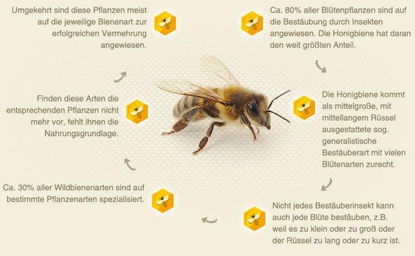 Der Prozess des Bestiftens bei Bienen: Eine Erklärung