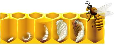 Die Bedeutung von "Bestiften" bei Bienen