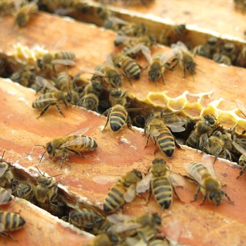 Die Rolle des Bestiftens in der Brutpflege der Honigbienen