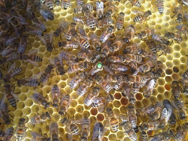 Was bedeutet "Bestiften" in der Imkersprache?