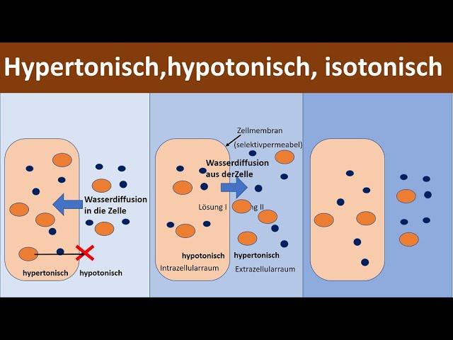 Isotonisch vs. hypotonisch: Der Unterschied einfach erklärt