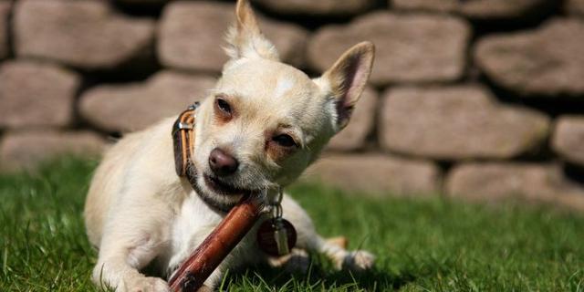 Wichtige Informationen zur Fütterung von Ochsenziemern an Hunde Wichtige Informationen zur Fütterung von Ochsenziemern an Hunde