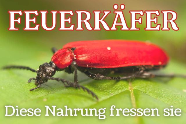 Die Nahrung der Feuerwanzen: Was fressen Feuerkäfer? Die Nahrung der Feuerwanzen: Was fressen Feuerkäfer?