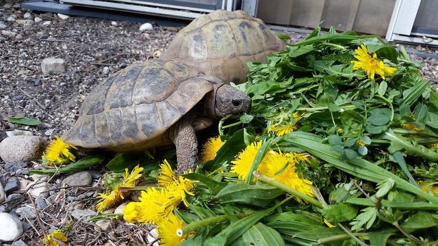 Was fressen griechische Landschildkröten? Eine ausführliche Anleitung