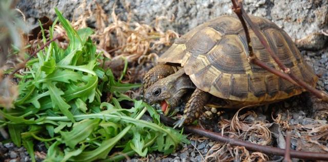 Die richtige Ernährung für griechische Landschildkröten: Was fressen sie? Die richtige Ernährung für griechische Landschildkröten: Was fressen sie?