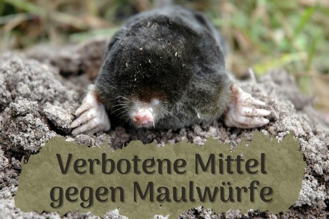 Natürliche und erlaubte Mittel gegen Maulwürfe Natürliche und erlaubte Mittel gegen Maulwürfe