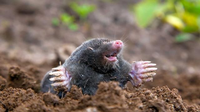 Wirksame Hausmittel gegen Maulwürfe Wirksame Hausmittel gegen Maulwürfe