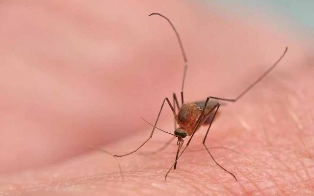 Expertenrat: So bekämpfen Sie den Juckreiz nach einem Mückenstich