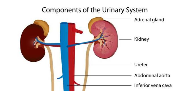 Vorbeugung von Nierensteinen: Die besten Strategien Vorbeugung von Nierensteinen: Die besten Strategien