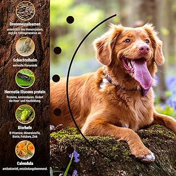 Wie Sie den starken Haarausfall Ihres Hundes reduzieren können