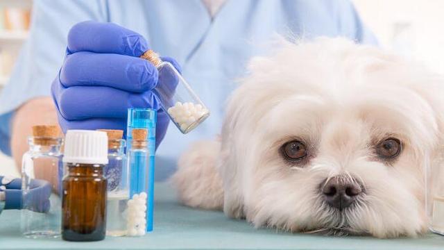 Homöopathische Behandlung von starkem Haarausfall beim Hund