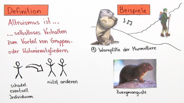 Wie Genetik den Altruismus beeinflussen kann Wie Genetik den Altruismus beeinflussen kann