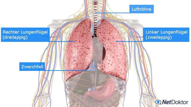 Atemnot verstehen: Ursachen und Lösungen bei Dyspnoe