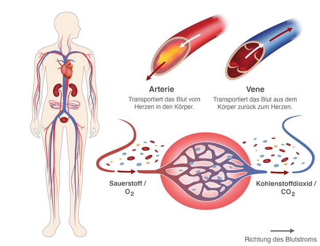 Venenthrombose vs. arterielle Thrombose: Unterschiede und Symptome